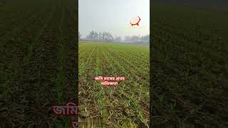 আমার ভুট্টা খেত। #rallystar #youtubeshorts #land