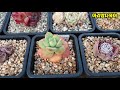 다육이 튼실하고 예쁘게 키우는방법 succulent 多肉植物