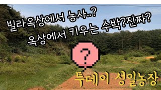 빌라옥상에서 농사가능?불가능?