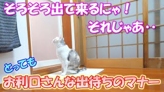 毎晩お風呂の前で出待ちをしてくれる猫のパパへの配慮が素晴らしい！