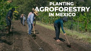 Agroforestry in Mexico, a course with Pedro Farias