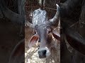 cow beautiful cow trending hindi cow funny shorts ytshorts viral