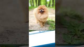 Most Expensive Small Dog Breeds ~ TOP 10 #short #short #animals #top #top10 #dog