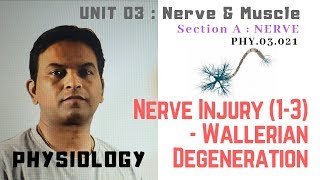 PHY.03.021. Nerve injury (1-3) : Wallerian Degeneration | Dr. Prashant Sharma