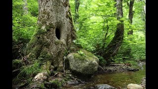 JG☆☆☆ 福島 只見 布沢のブナの森 Fukushima,Birch Forest at Fuzawa