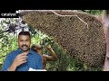 honey bee facts తేనె ప్రకృతిలో దొరకడం ఇప్పటికే తగ్గి పోయింది ఇక మీదట పరిశోధనలో షాకింగ్ నిజాలు..