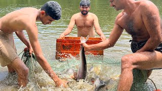 കല്ല്യാണ വീട്ടിലേക്കുള്ള മീൻ പിടുത്തം, Farm fresh മീൻ ഇപ്പോൾ trend ആകുന്നു Village Fishing