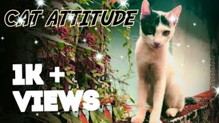 Cat Attitude Whatsapp Status | Oreo's Attitude | Cat Killer attitude | Cat Paw | Oreo Cat #shorts