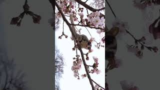 千本桜　夜ニ紛レ - ももんがデイズ #250  #shorts #モモンガ