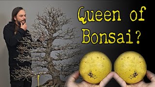 Restyling a Chinese Quince