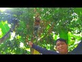 the secreet of the lanzones fruits in the philippines