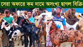 সেলিম গট ফার্মের সেরা অফার কম দামে অসংখ্য ছাগল দিচ্ছেন goat farm