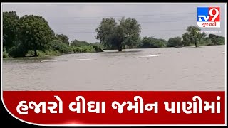 Ahmedabad: Waterlogged fields irk farmers in Bavla | TV9News