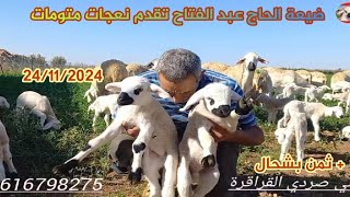 ضيعة الحاج عبد الفتاح ثقدم نعجات انوك متومات مع دكر ثمن جهة لفقيه بن صالح 24/11/2024