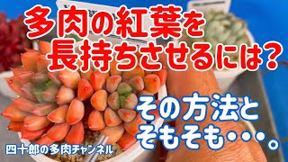 【多肉植物】🍁多肉の紅葉を長持ちさせるには？　その方法とそもそも・・・。