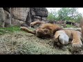 top moments of cuteness and rascality at the oregon zoo