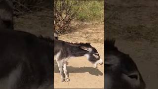 #animals #donkey very short