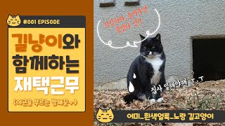 #roadcat: 아파트 풀숲에서 쉬고있는 흰색얼룩 검은 길고양이 🐈 墓