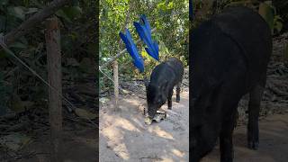 Really Amazing !! These wild boar pig trap ever #pigtrap #shortvideo #wildboar  #viralshort #pigtrap