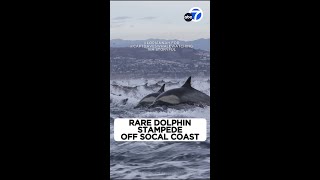 Rare dolphin stampede stuns off SoCal coast