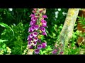 rhs chelsea flower show 2024 episode 1 part 1 chelseaflowershow gardenideas rhsgarden