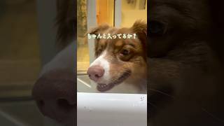 お風呂ストーカー犬#shorts #australianshepherd #オゥシー