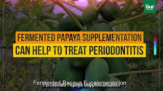 Fermented Papaya: A Breakthrough in Treating Chronic Periodontitis! 🦷🍃