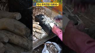 경동시장   국산과 중국산 맛이 다르니 잘 알고 사세요