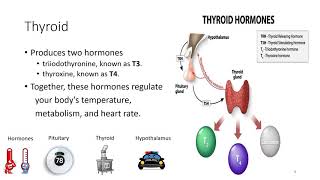 CH 16 Thyroid Hormones