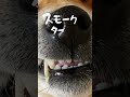 いつか絶対に食べたい柴犬こむぎ 柴犬 犬 ディズニー