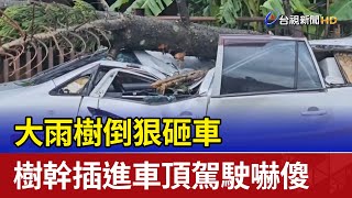 大雨樹倒狠砸車 樹幹插進車頂駕駛嚇傻