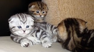Gang of Scottish Fold Kittens