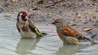 Jilgueros y bichos de esos