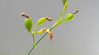 【ねじれる花】ねじれながら萎むヒオウギの花