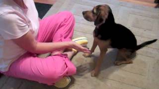 Does Your Dog Really Want To Be Petted