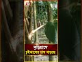 কুড়িগ্রামে চুইঝালের চাষ বাড়ছে