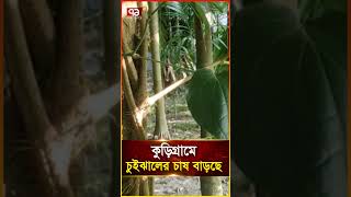 কুড়িগ্রামে চুইঝালের চাষ বাড়ছে