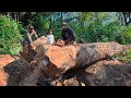 The fall of a very old rain tree a century old