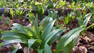 เยอะเกินไป# เยอะจนงง# ตัดกับแบบฟินแบบสวยเลือกได้เลยจ้า# กระเทียมป่าสุดสวย wild garlic.7/3/22.