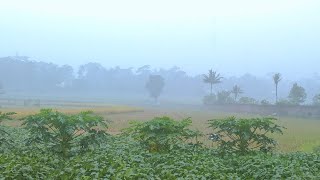 Relaxing Rain Sounds in Green Fields - Beautiful White Noise for Recharge, Sleep, Meditate and Focus