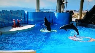 新江ノ島水族館 イルカショー ドルフェリア Enoshima Aquarium Dolphin show