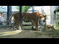 #17 Sep 2017 Amur tiger at Kyoto zoo, Kyoto, Japan