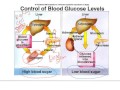 How Insulin and Glucagon Work How Insulin and Glucagon Work