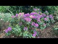 DANDY MAN® Purple Rhododendron | Garden Crossings