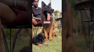 9999 😳 German shepherd female puppy price in India 9728011133 #gsd #germanshepherd