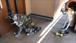 散歩の締めが終わり 室内に入る為の順番待ちをする秋田犬【Akita-inu】Waiting for turn in house