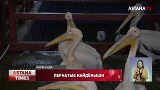 Десятки искалеченных птиц спасли в зоопарке Караганды