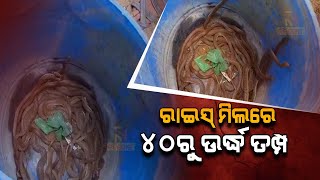 ମହାକାଳପଡାର ଏକ ରାଇସ୍ ମିଲରୁ ୪୦ରୁ ଉର୍ଦ୍ଧ ବିଷାକ୍ତ ତମ୍ପ ସାପ ଉଦ୍ଧାର     |   NandighoshaTV