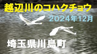 『川島町越辺川のコハクチョウ飛来地』2024年12月18日