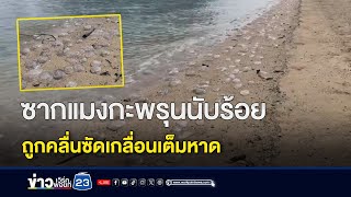 ซากแมงกะพรุนนับร้อย ถูกคลื่นซัดเกลื่อนเต็มหาด